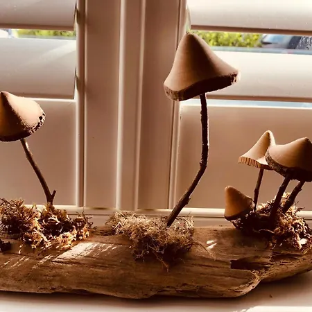The Mush-Room-3